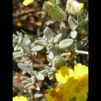 Helianthenum Caput-Felis (fam. Cistacees)(rg mediterraneenne) (05)